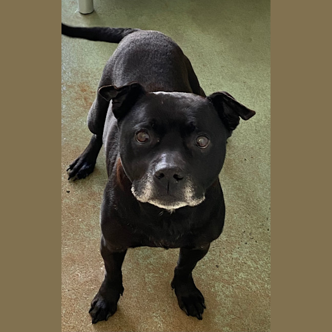 Photo of Shadow