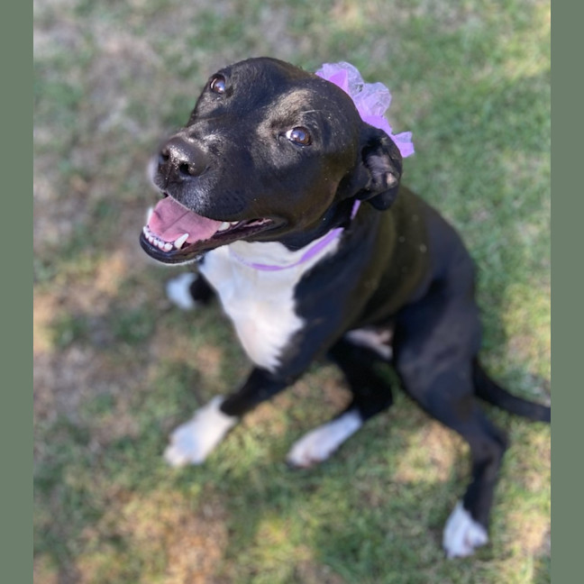 Photo of Pepper Imp 2357