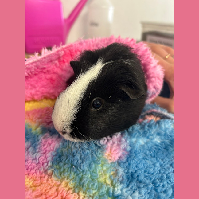 Photo of Poppy