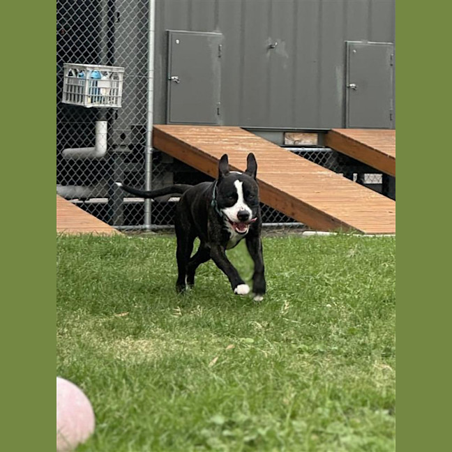 Photo of Brutus