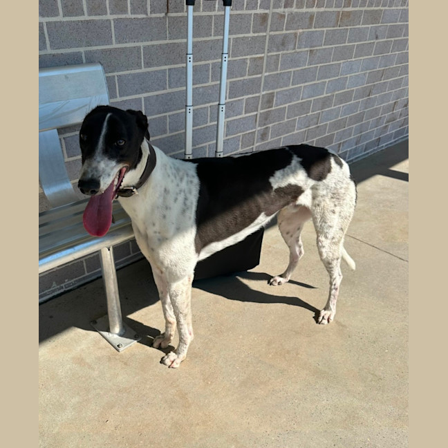 Photo of Marshmallow