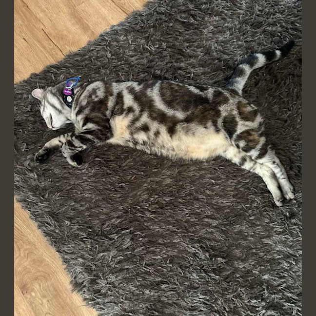 Photo of Maloo (Lulu)