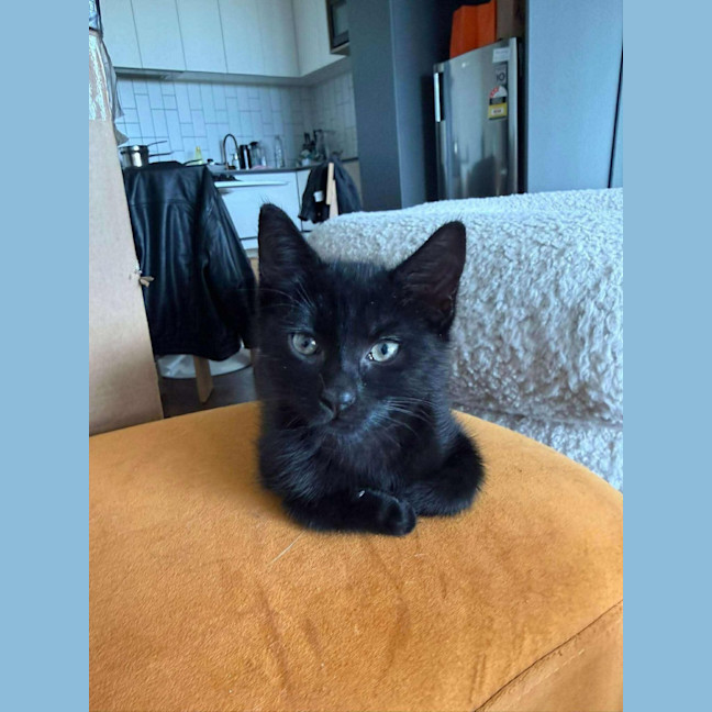 Photo of Koa