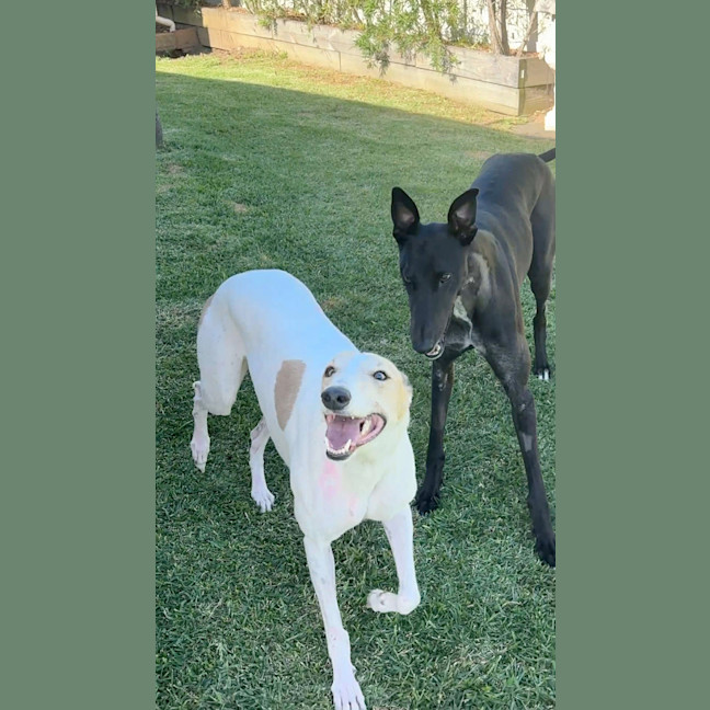 Photo of Cleo, The Greyhound