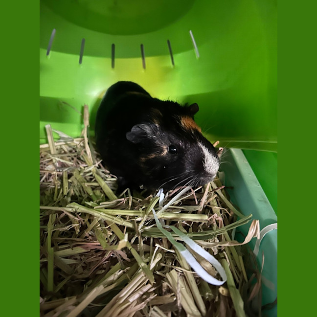 Photo of Flynn Rider