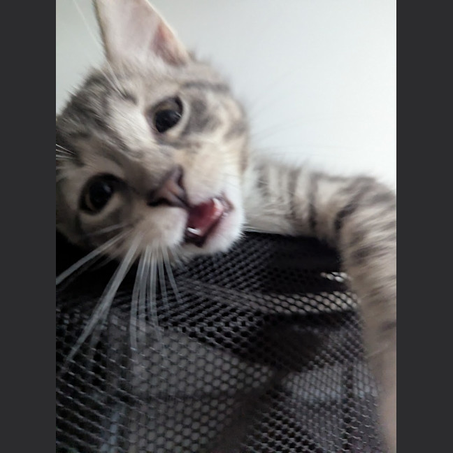 Photo of Mittens Clowder