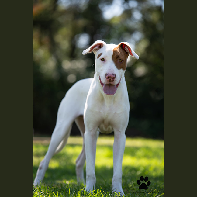 Photo of Huxley