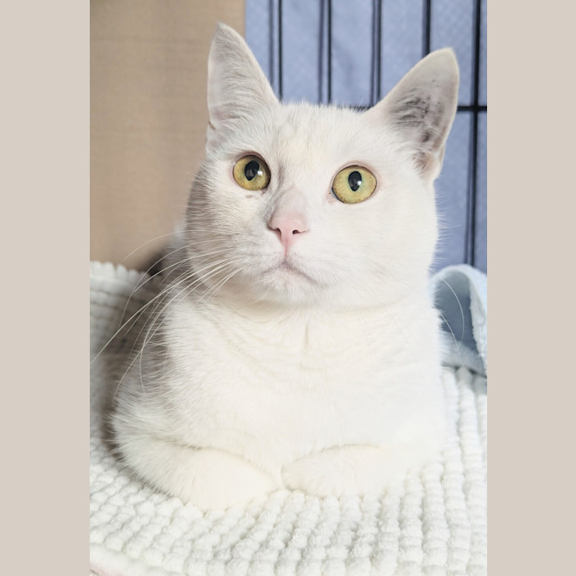 Photo of Snowflake