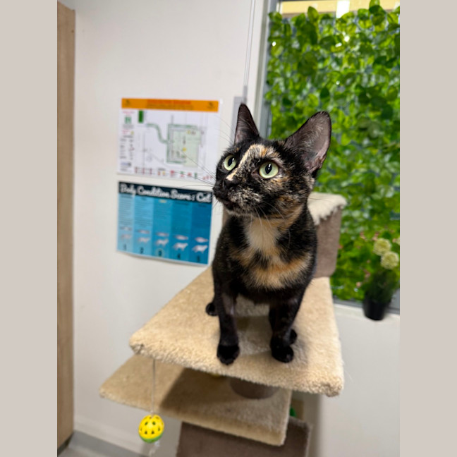 Photo of 🐈 Missy 7111 🐈