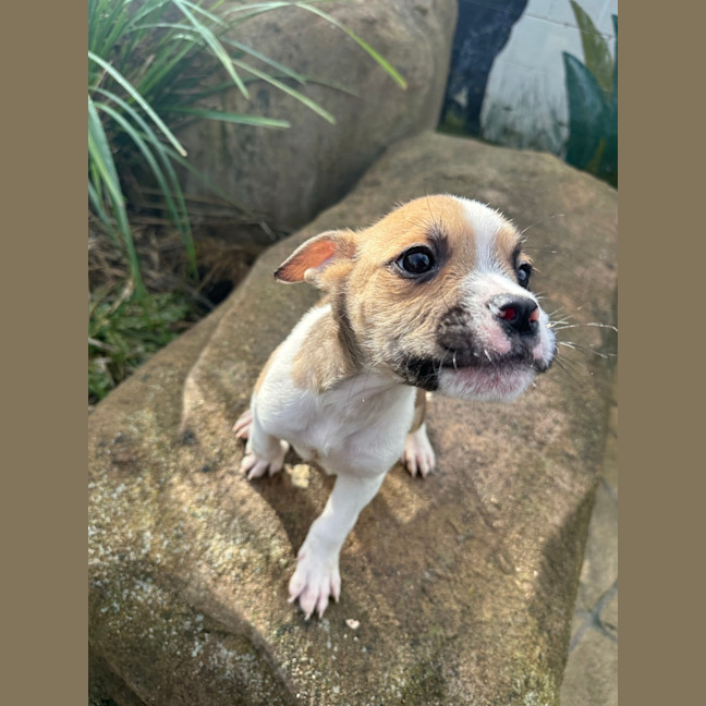 Photo of Guppy