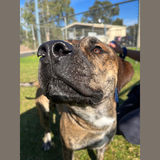 Photo of Ziggy