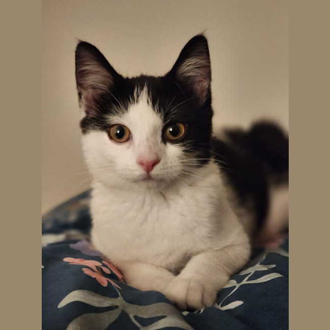 Photo of Sponge   Located In Avondale Heights