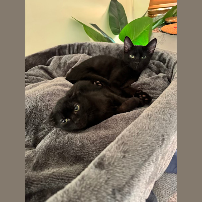 Photo of Lily And Bluebelle