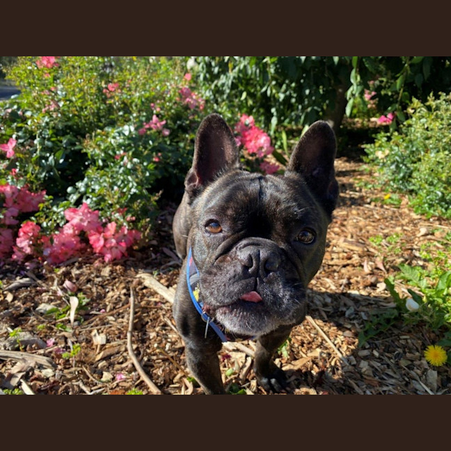 Photo of Vintage Wensleydale