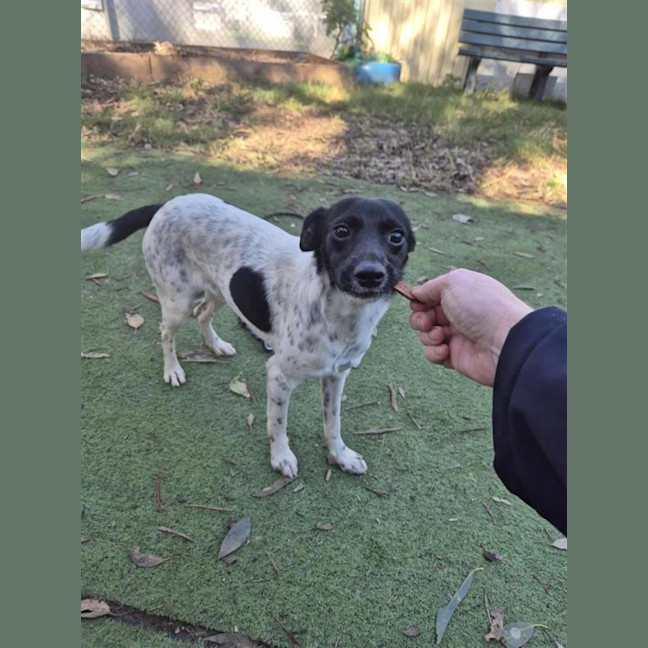 Photo of Turbo