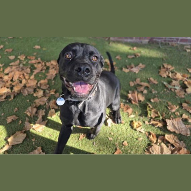 Photo of Luna