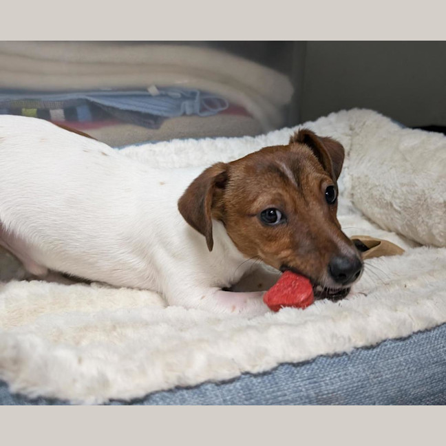 Photo of Rocket