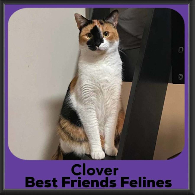Photo of Clover 