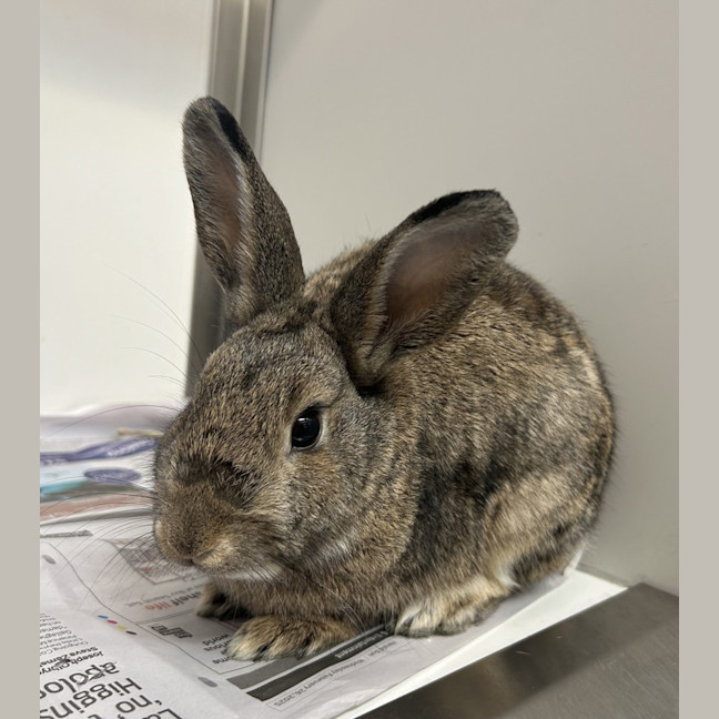 Photo of Coffee Bean