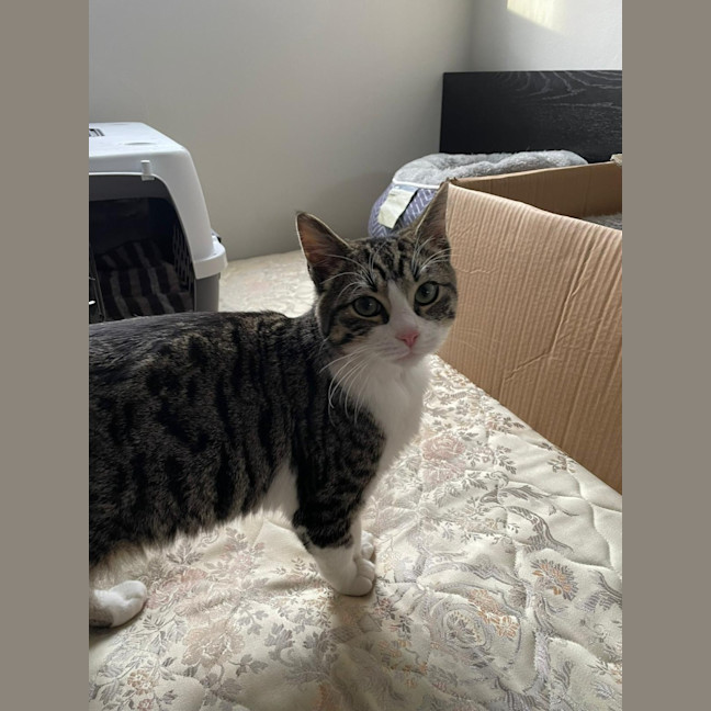Photo of Goose