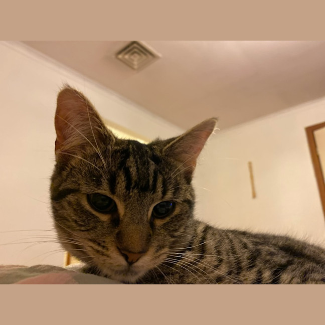 Photo of Lil Miss *9 Lives Project Rescue*