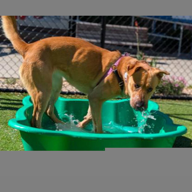 Photo of Goldie