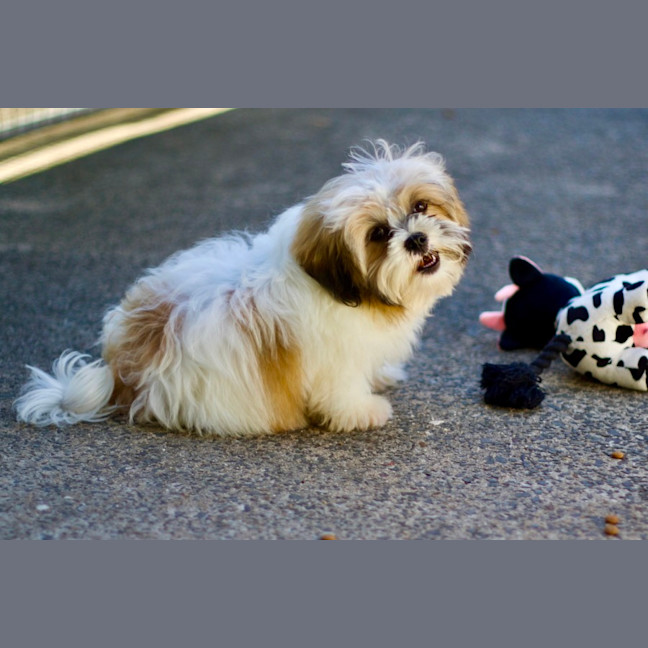 Photo of 🐶 Bailey 🐶