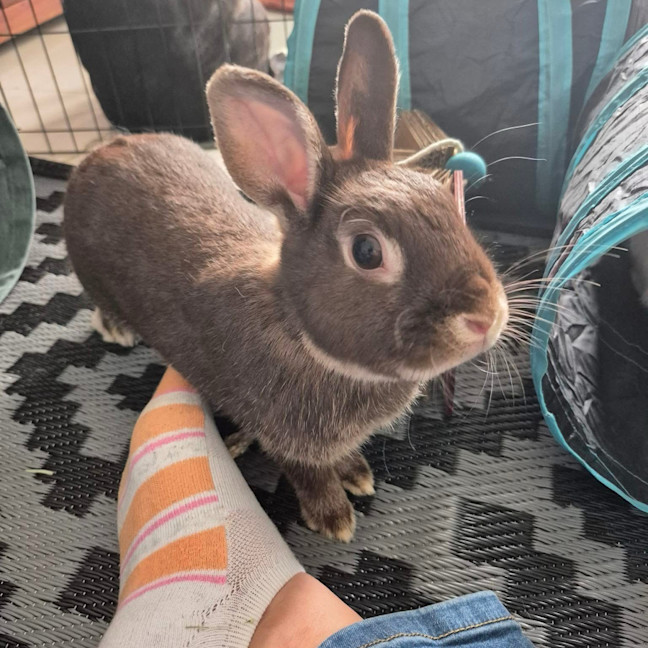 Photo of Olive (W Basil)