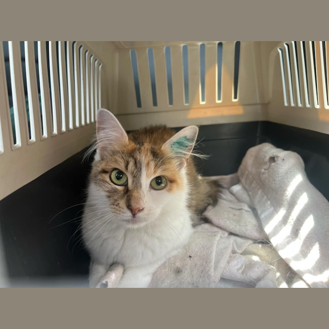 Photo of Kiki