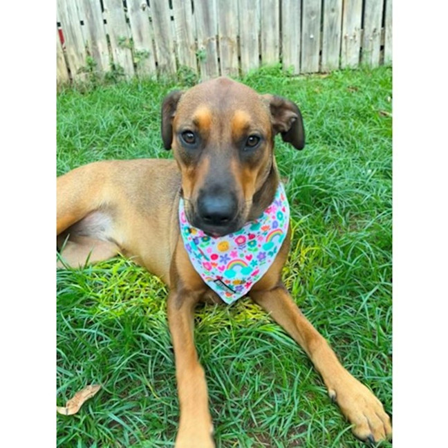 Photo of Gloria *$350 Adoption Fee*