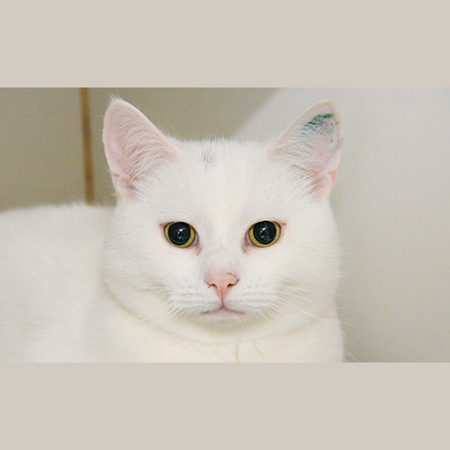 Photo of Corio