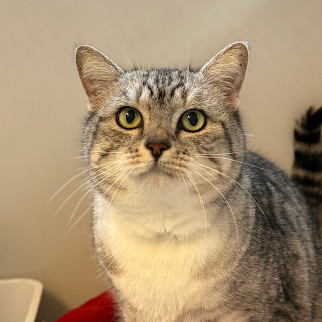 Photo of Biscotti