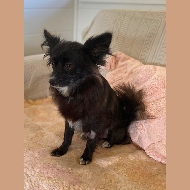 Photo of Tinkerbelle 