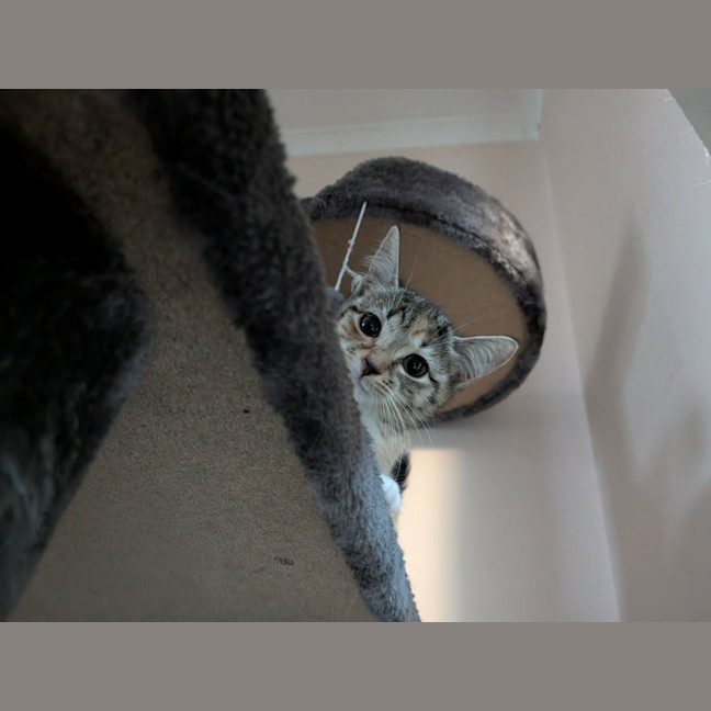 Photo of Mouse 