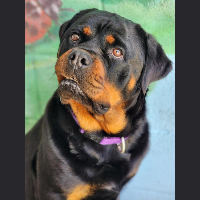 Photo of 🎀 Karis 6611 🎀