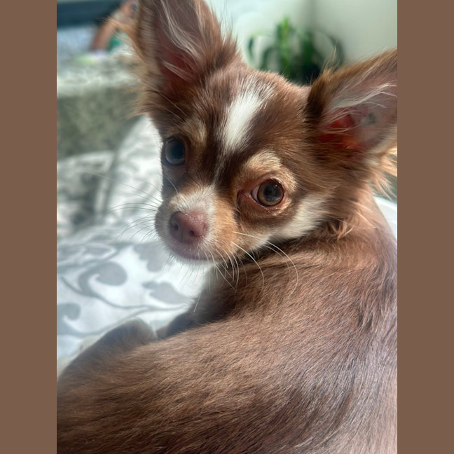Photo of Penny Chocolate 
