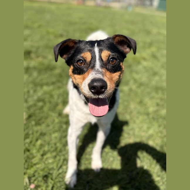 Photo of Rascal