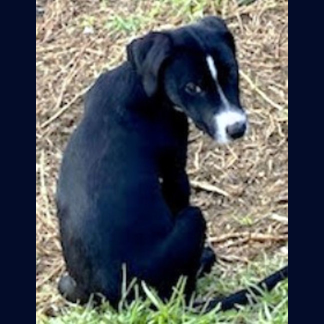 Photo of Cody 😎 8 Month Old Male Mixed Breed