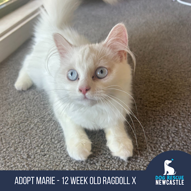 Photo of Marie   12 Week Old Ragdoll X