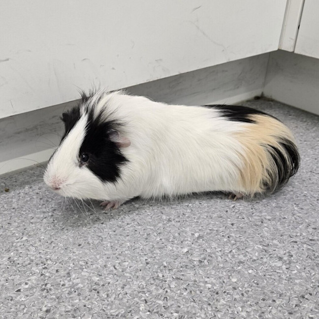 Photo of Snickers