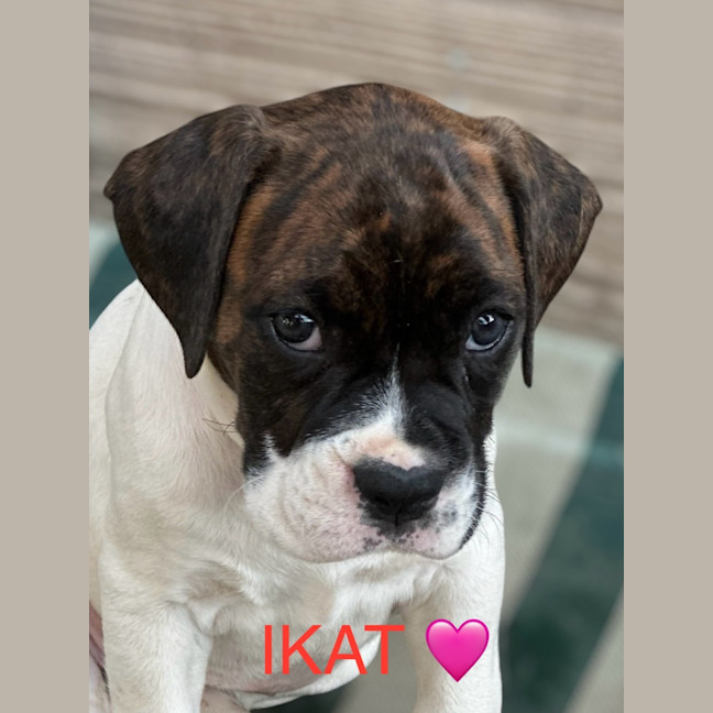 Photo of Indu Litter