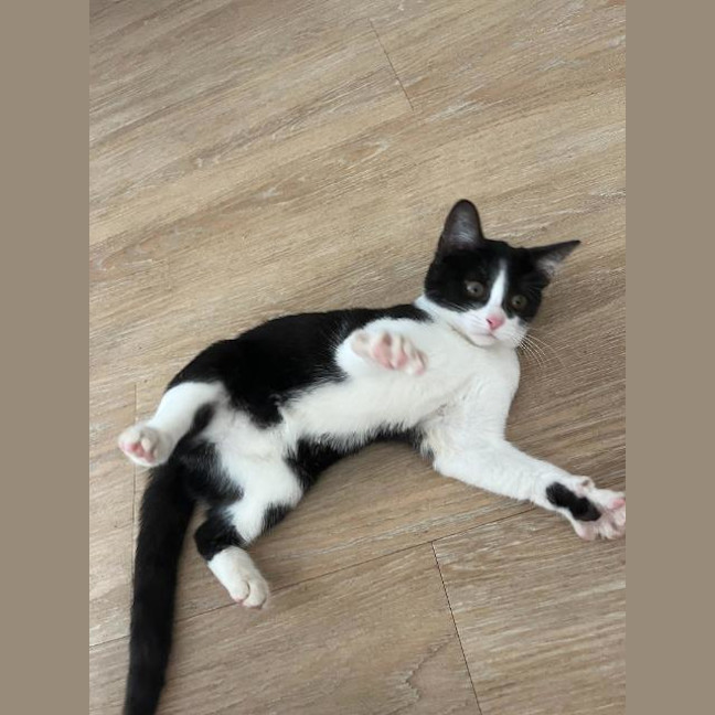 Photo of Panda