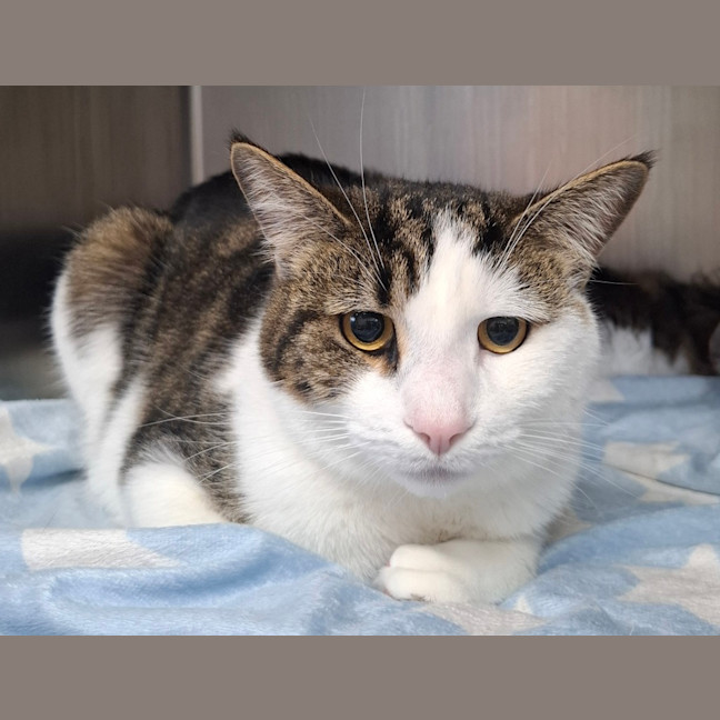 Photo of Taka (Bonded To Mufasa)