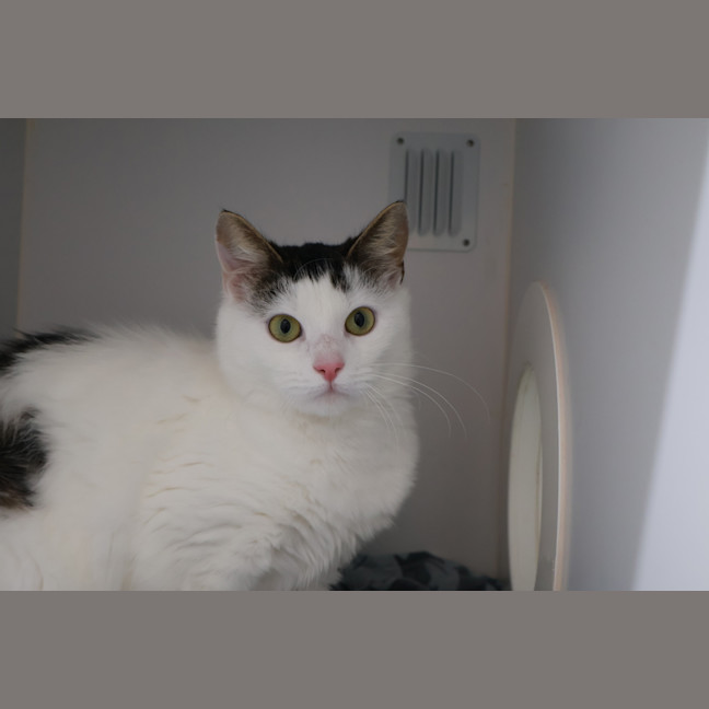 Photo of Midori
