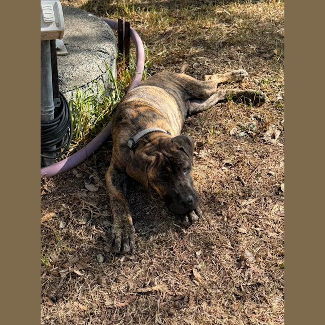 Photo of Banjo