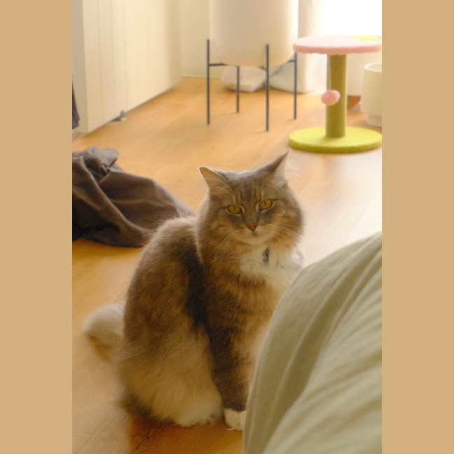 Photo of Smokey