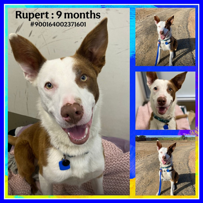 Photo of Rupert