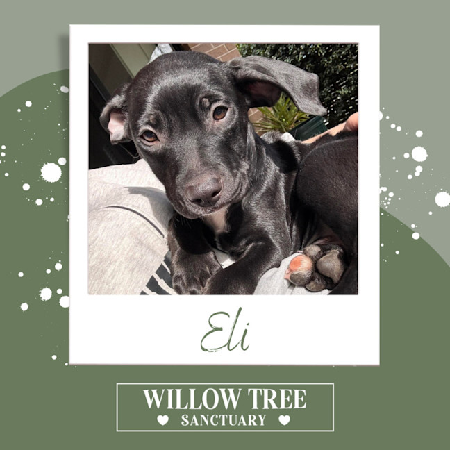 Photo of Eli