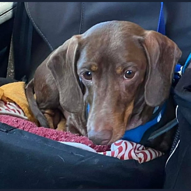 Photo of Bentley And Paulina