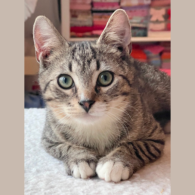 Photo of Teddy